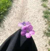 بيان العباس